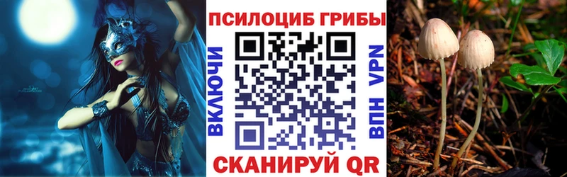 Псилоцибиновые грибы Psilocybe  где можно купить наркотик  Кяхта 